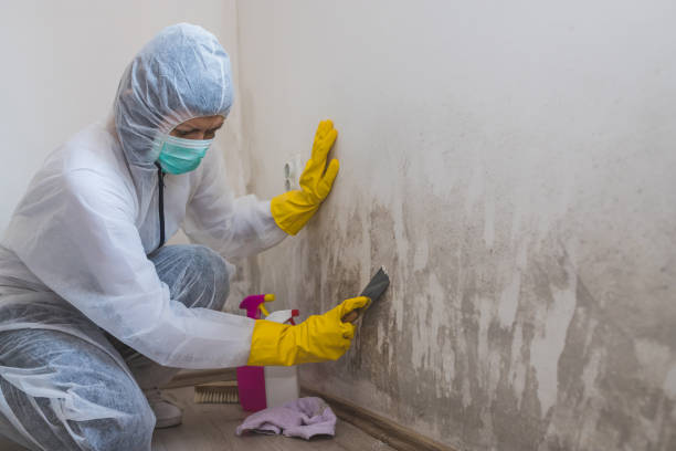 Why You Should Choose Our Mold Remediation Services in Chatham, IL