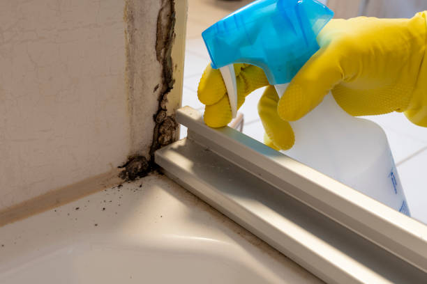 Mold Documentation for Insurance Claims in Chatham, IL